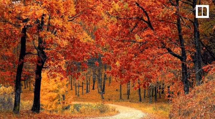 A winding path through a forest with trees displaying vibrant red and orange autumn leaves. The ground is covered in fallen leaves, creating a picturesque fall scene.