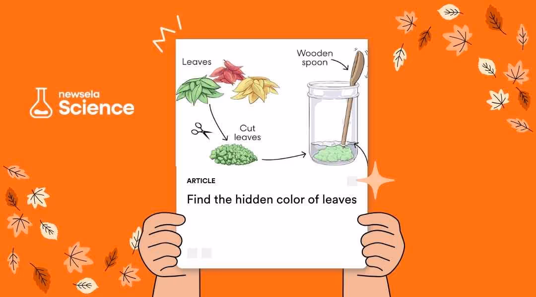 A Newsela Science graphic showing an illustration of an experiment titled "Find the hidden color of leaves." The diagram shows steps to extract color from leaves using a wooden spoon in a jar.