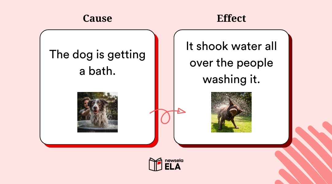 A Newsela ELA slide showing a cause and effect example with images. The cause is "The dog is getting a bath," with a picture of a dog in a tub. The effect is "It shook water all over the people washing it," with a picture of the same dog shaking water off.