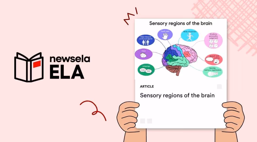 A Newsela ELA graphic with an article titled "Sensory regions of the brain." The illustration shows a diagram of a human brain with different regions highlighted and labeled with their functions, such as "Speech" and "Body movement."