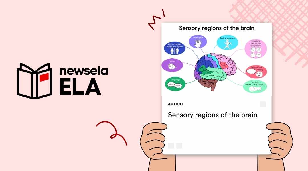 A Newsela ELA graphic with an article titled "Sensory regions of the brain." The illustration shows a diagram of a human brain with different regions highlighted and labeled with their functions, such as "Speech" and "Body movement."
