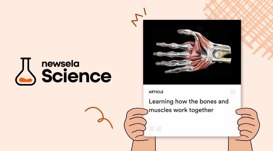 A Newsela Science graphic with an article titled "Learning how the bones and muscles work together." The image is a detailed anatomical illustration of the bones, muscles, and tendons of a human hand and wrist.