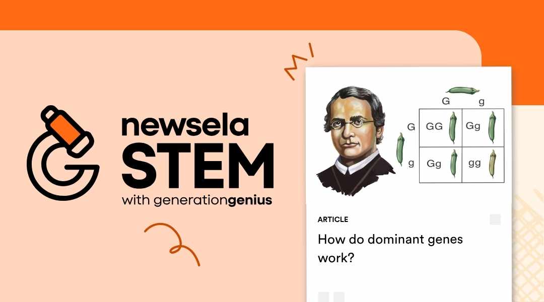 "Newsela Science article titled 'How do dominant genes work?' featuring an image of Gregor Mendel and a Punnett square showing pea plant traits. This is an educational resource for teaching genetics and heredity in a science class."