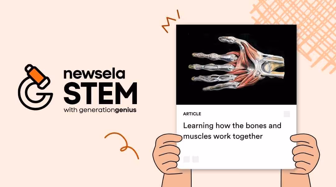 A Newsela Science graphic with an article titled "Learning how the bones and muscles work together." The image is a detailed anatomical illustration of the bones, muscles, and tendons of a human hand and wrist.