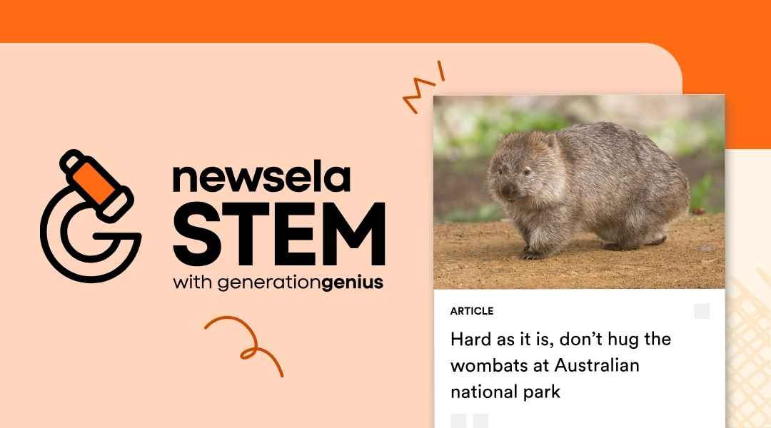 Alt text: A Newsela STEM graphic with an article titled "Hard as it is, don’t hug the wombats at Australian national park." The image is a close-up of a wombat standing on a dirt path outdoors.