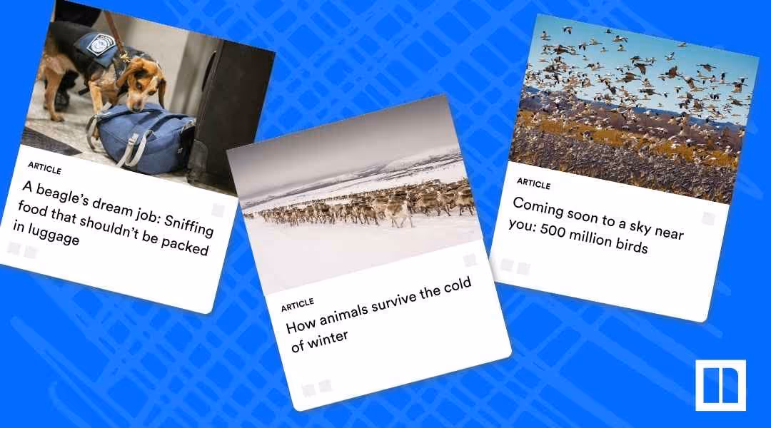 A collage of Newsela articles about animals, including: "A beagle's dream job: Sniffing food that shouldn't be packed in luggage," "How animals survive the cold of winter" (featuring reindeer), and "Coming soon to a sky near you: 500 million birds" (featuring a large flock of migratory birds).