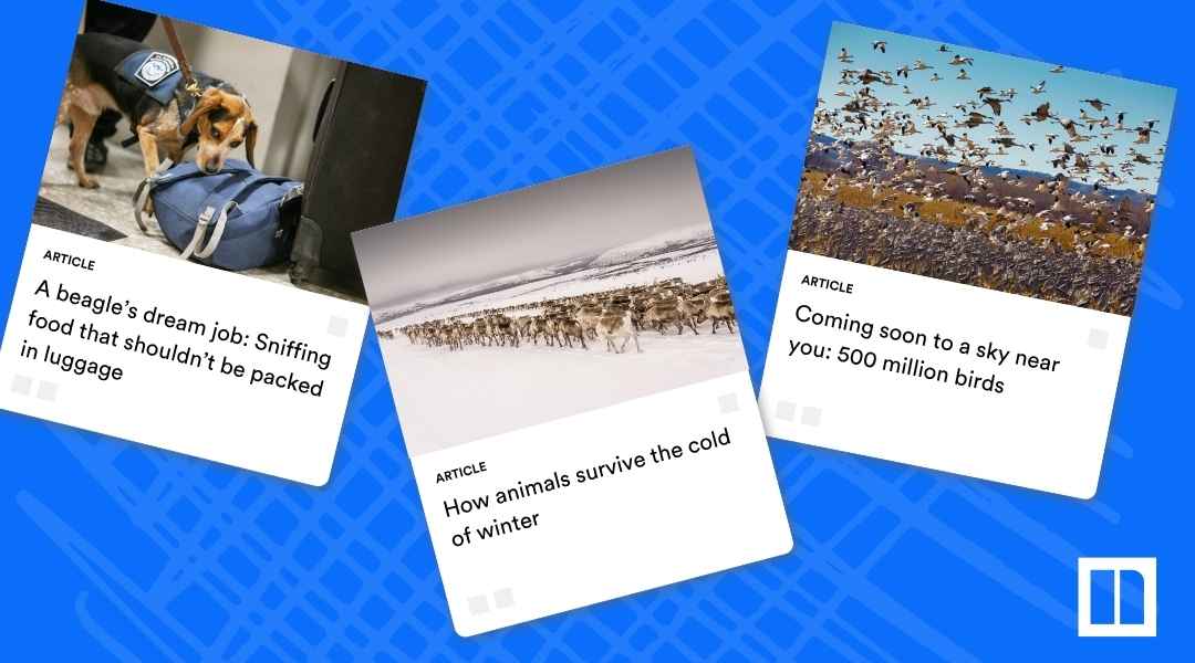 A collage of Newsela articles about animals, including: "A beagle's dream job: Sniffing food that shouldn't be packed in luggage," "How animals survive the cold of winter" (featuring reindeer), and "Coming soon to a sky near you: 500 million birds" (featuring a large flock of migratory birds).