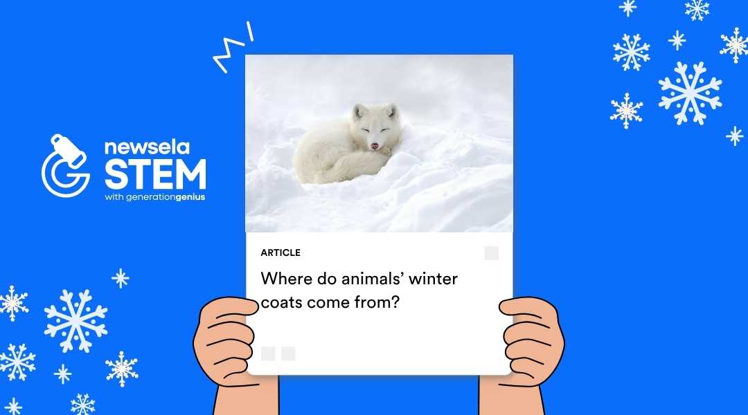 A Newsela STEM graphic with an article titled "Where do animals’ winter coats come from?" The image shows a small, fluffy white arctic fox curled up and resting in the snow.