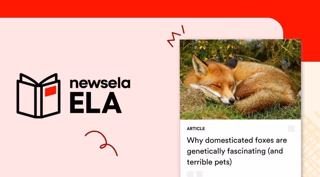Newsela ELA article titled "Why domesticated foxes are genetically fascinating (and terrible pets)" featuring a red fox sleeping curled up in the grass.