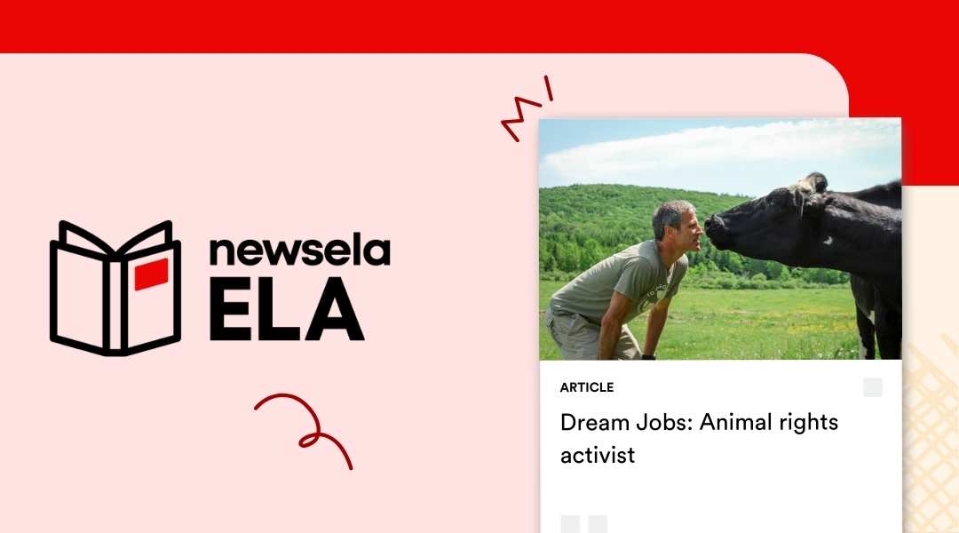 Newsela ELA article titled "Dream Jobs: Animal rights activist" featuring a man in a green shirt eye-to-eye with a black cow in a grassy field.