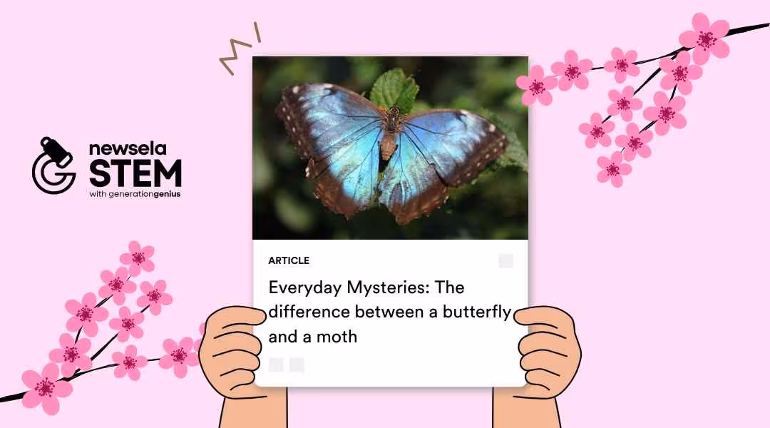 A Newsela STEM article titled "Everyday Mysteries: The difference between a butterfly and a moth" featuring a high-detail photo of a blue morpho butterfly.