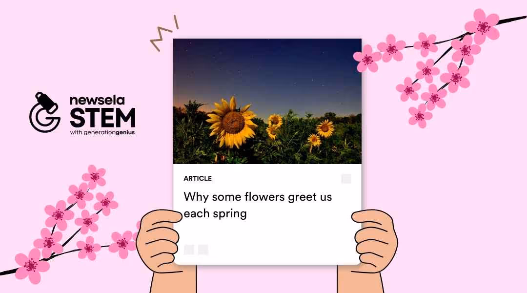 Newsela STEM article cover featuring a field of bright yellow sunflowers under a dark twilight sky to explain spring blooming patterns.