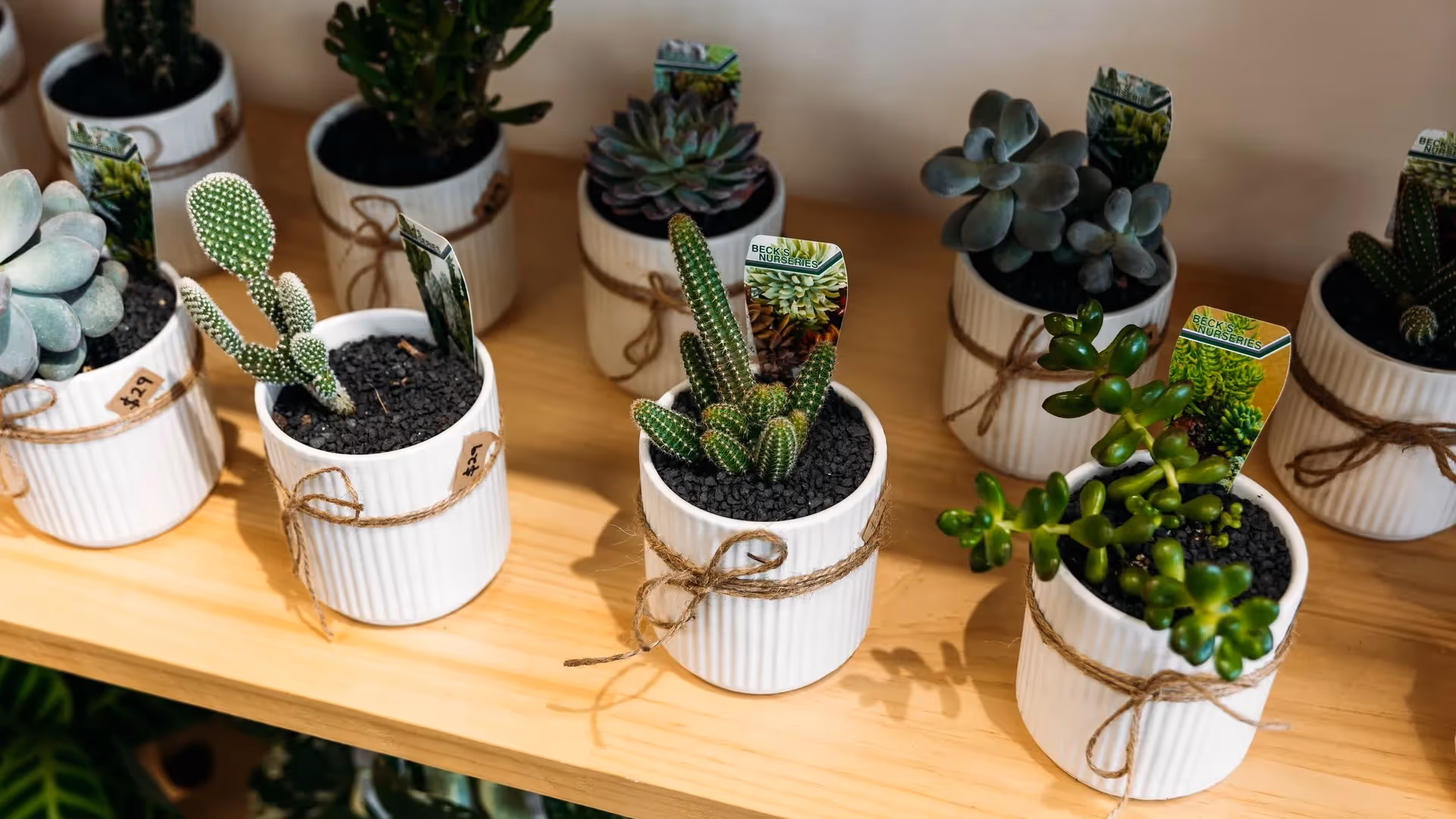 Alt text: "Succulent and cactus plants in decorative pots displayed on a wooden shelf, representing Hamilton's vibrant local businesses and community spirit. Perfect for enhancing any home or office space."