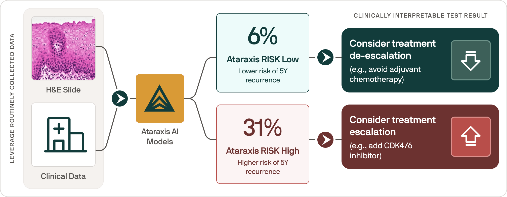 Flowchart showing Ataraxis AI Models using H&E slide and clinical data to predict 6% low risk and 31% high risk of 5-year recurrence with corresponding treatment recommendations.