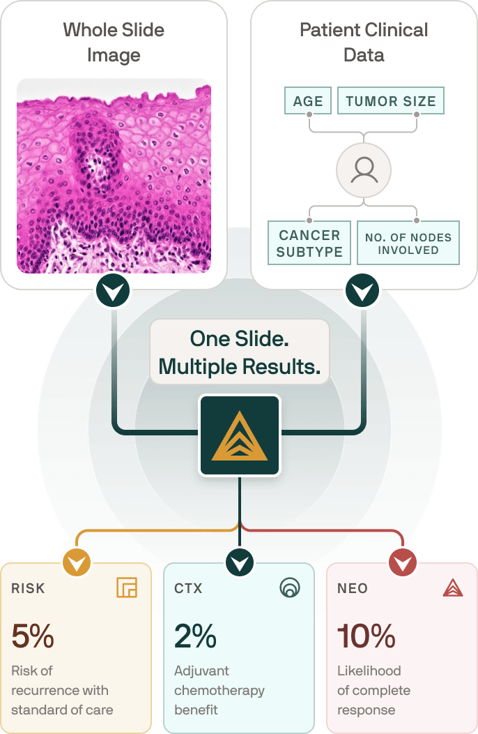 ataraxis breast how it works infographic