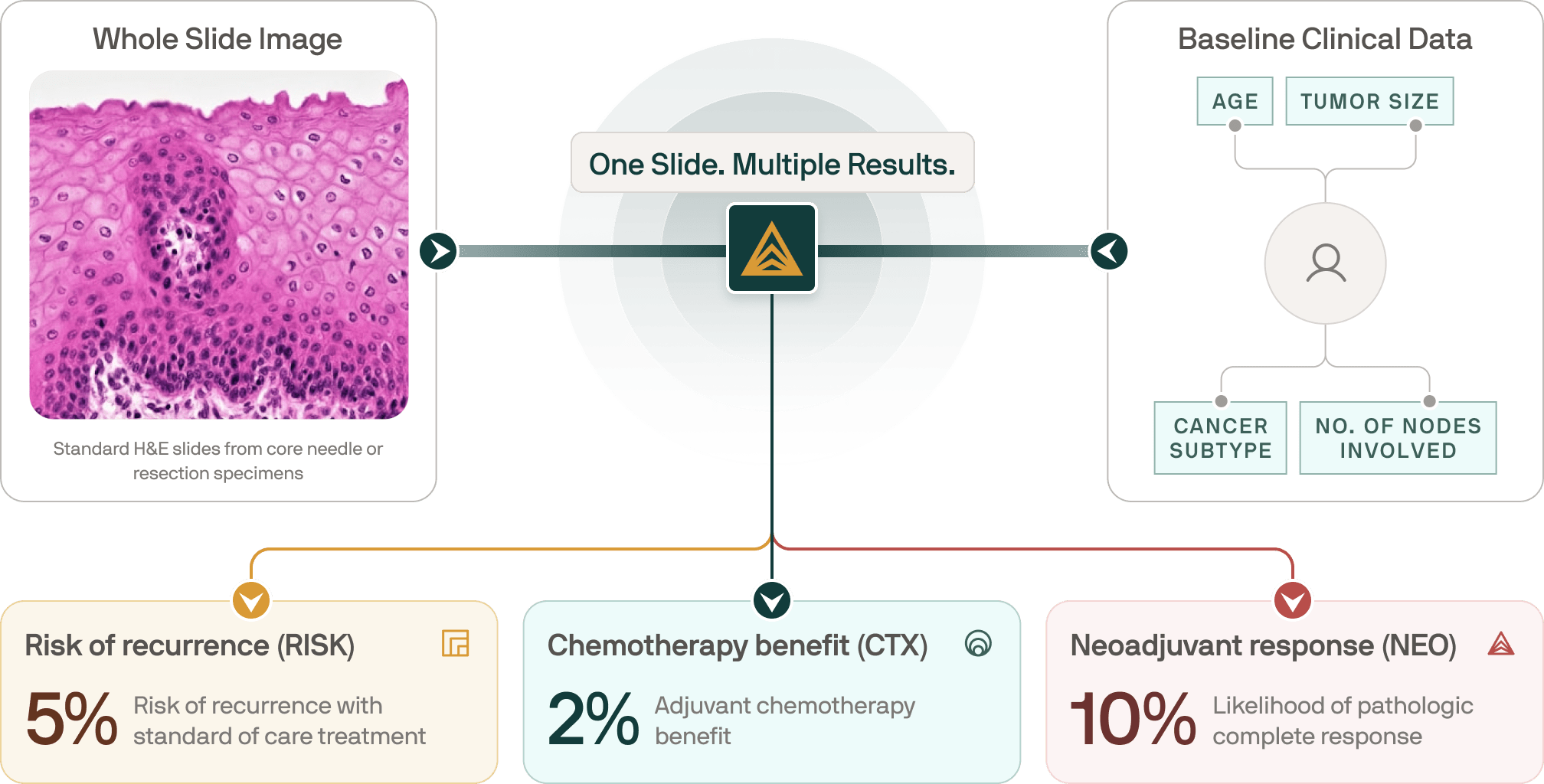 Diagram showing analysis of a standard H&E whole slide image from core needle or resection specimens combined with baseline clinical data including age, tumor size, cancer subtype, and number of nodes involved, leading to multiple results: 5% risk of recurrence, 2% chemotherapy benefit, and 10% likelihood of neoadjuvant pathologic complete response.