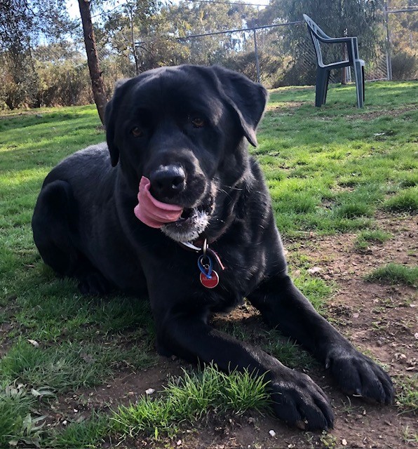 Archie