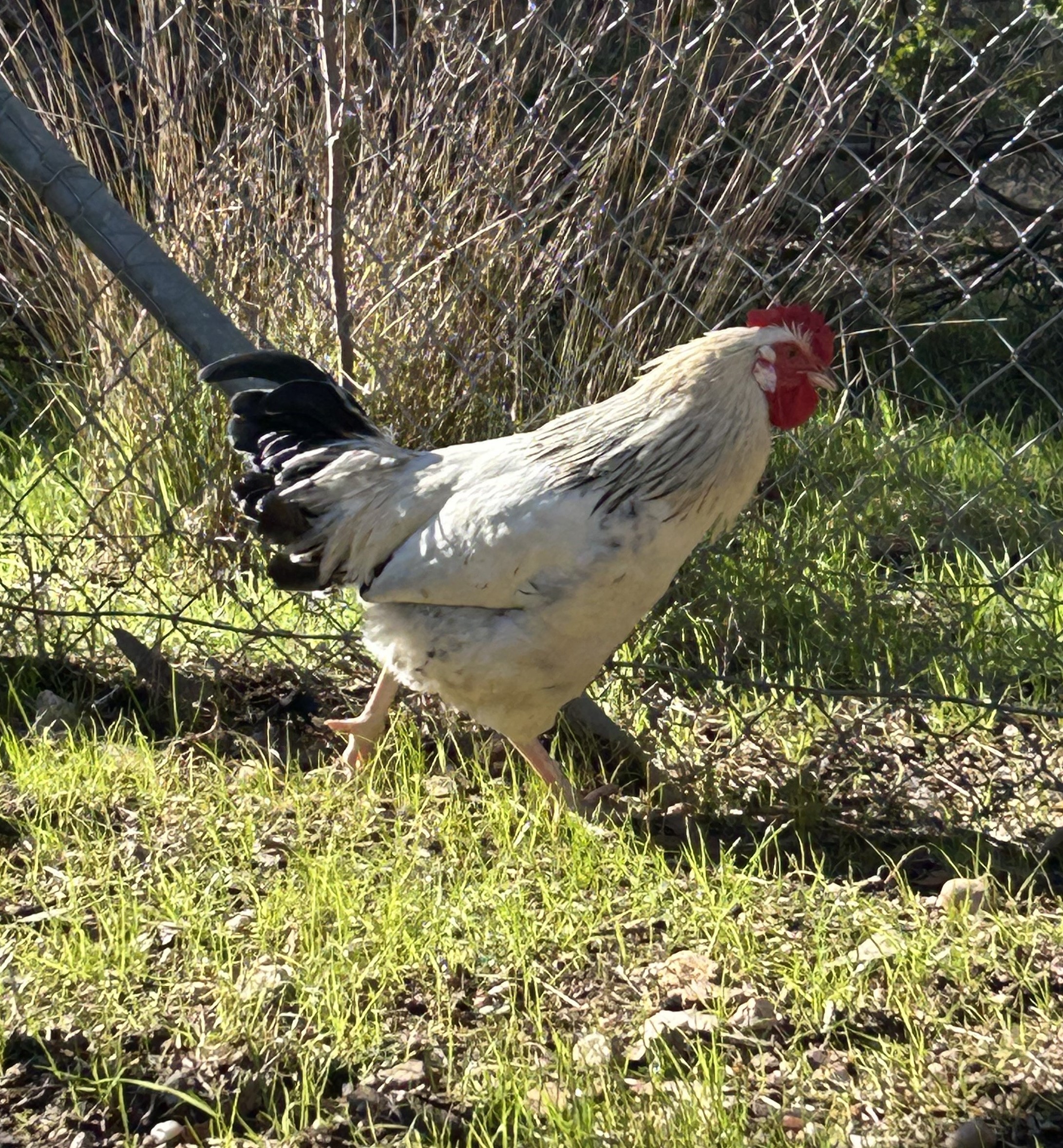 Clucky
