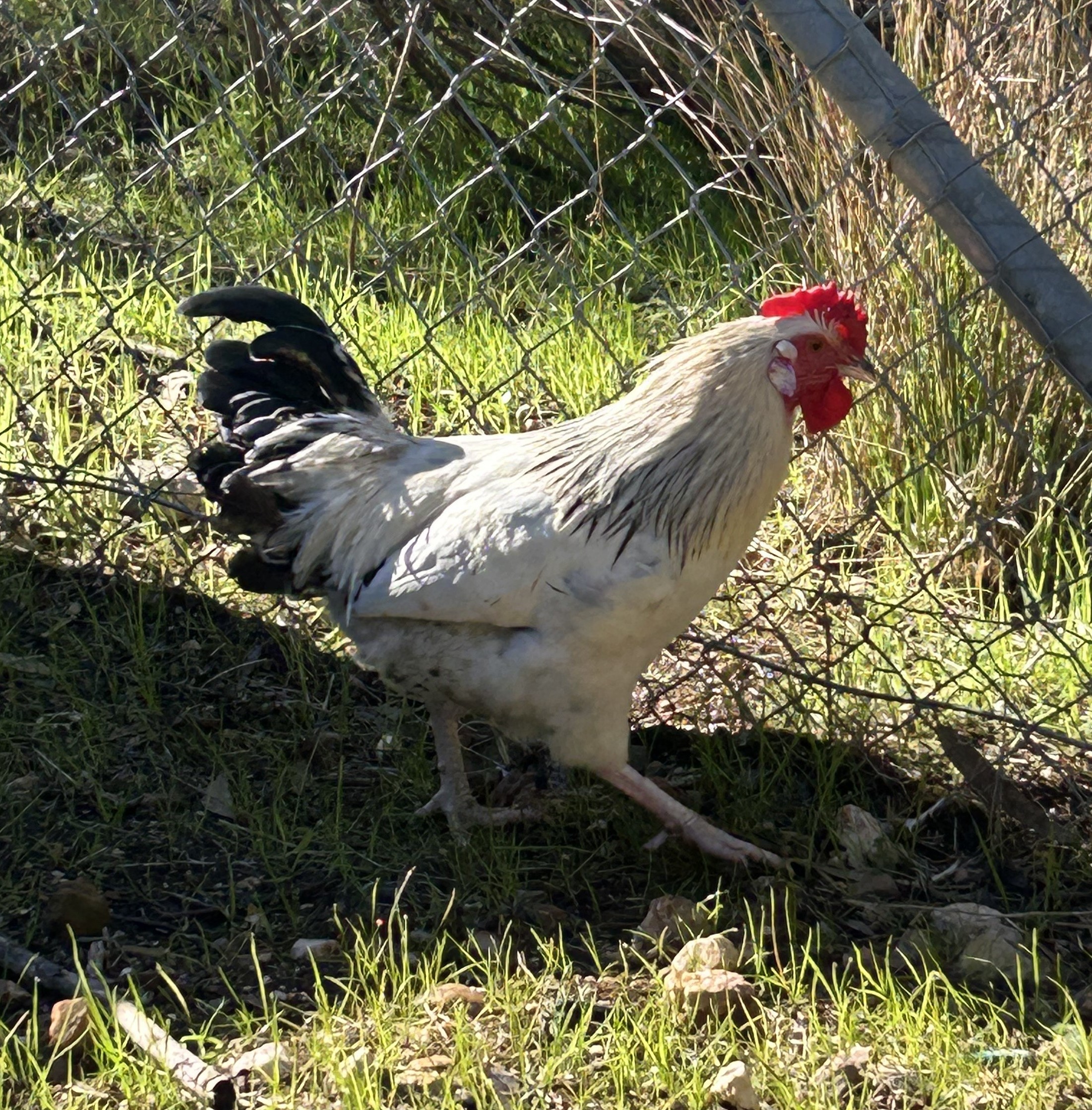 Clucky