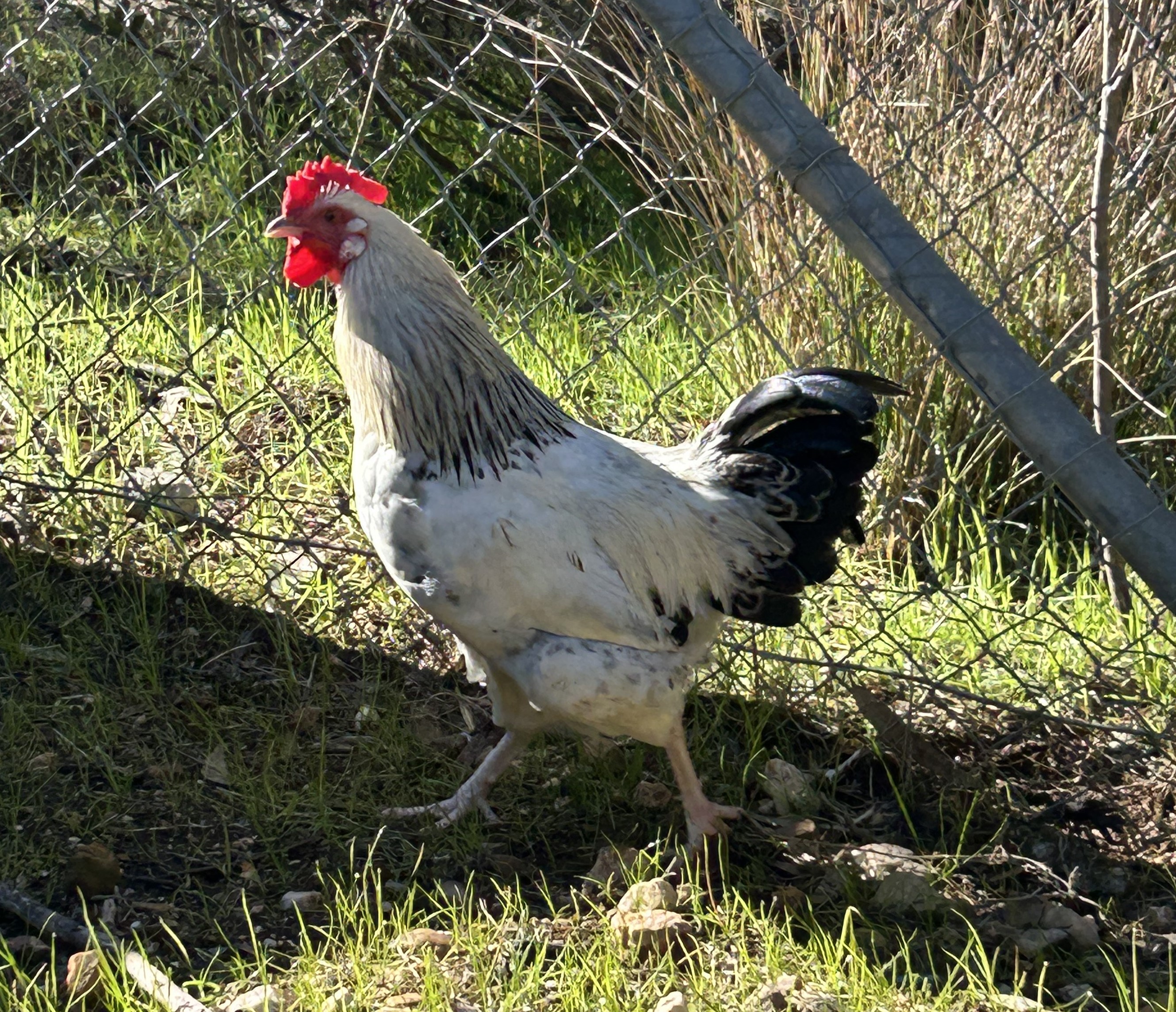 Clucky