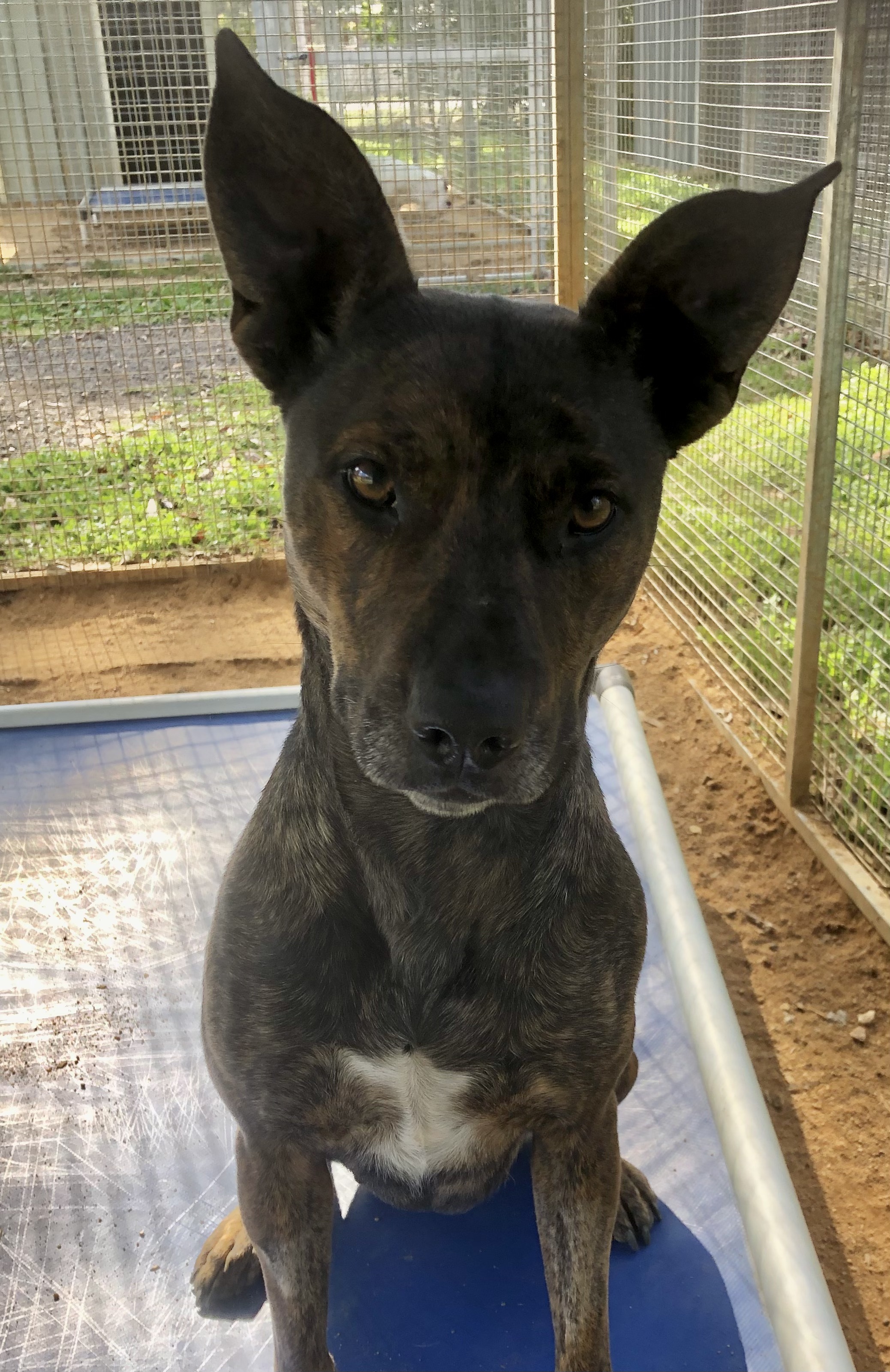 Missy