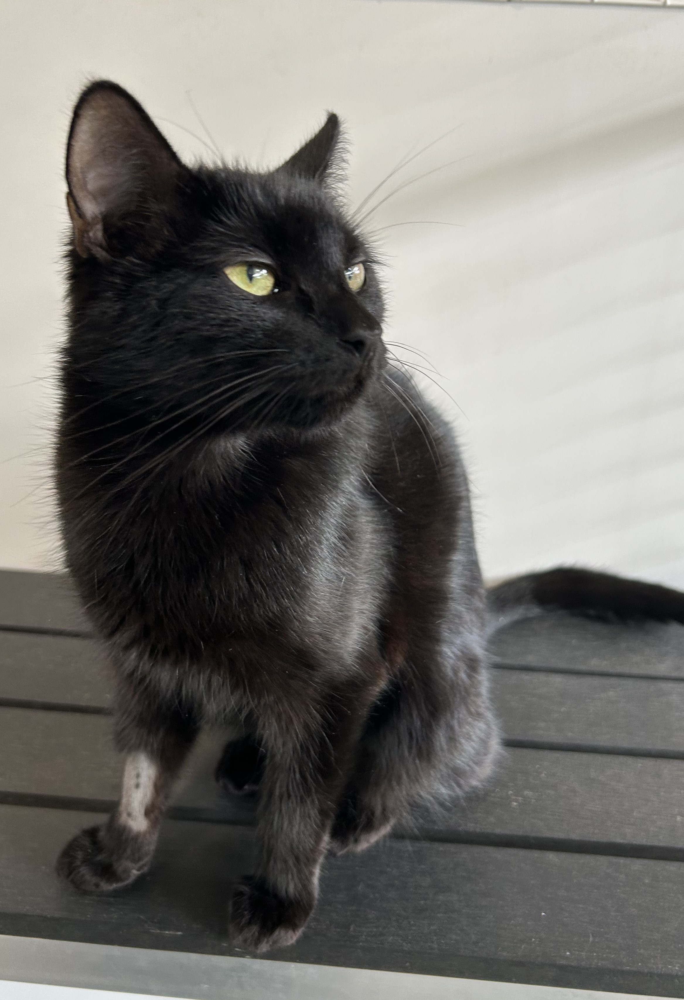 Salem