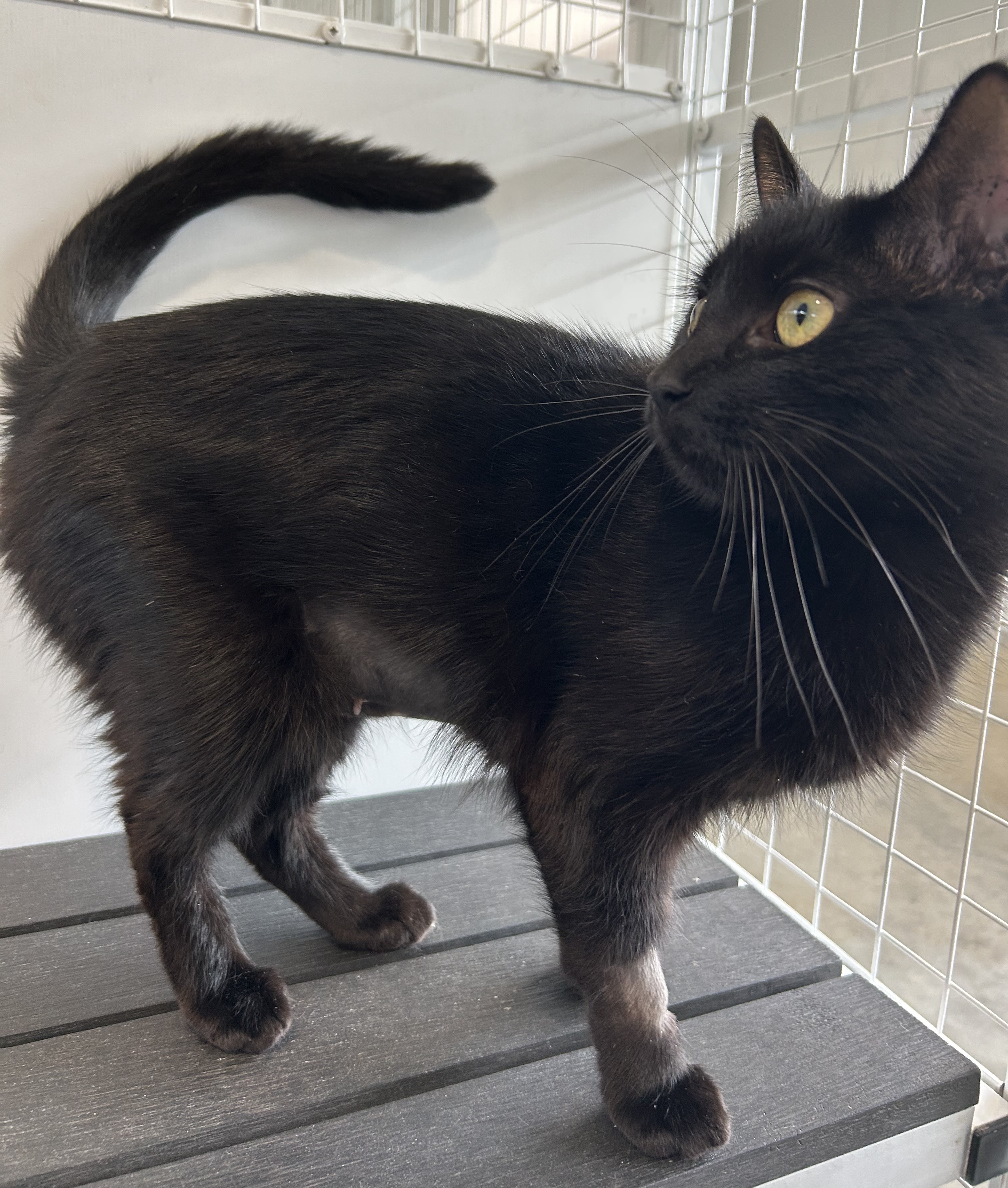 Salem