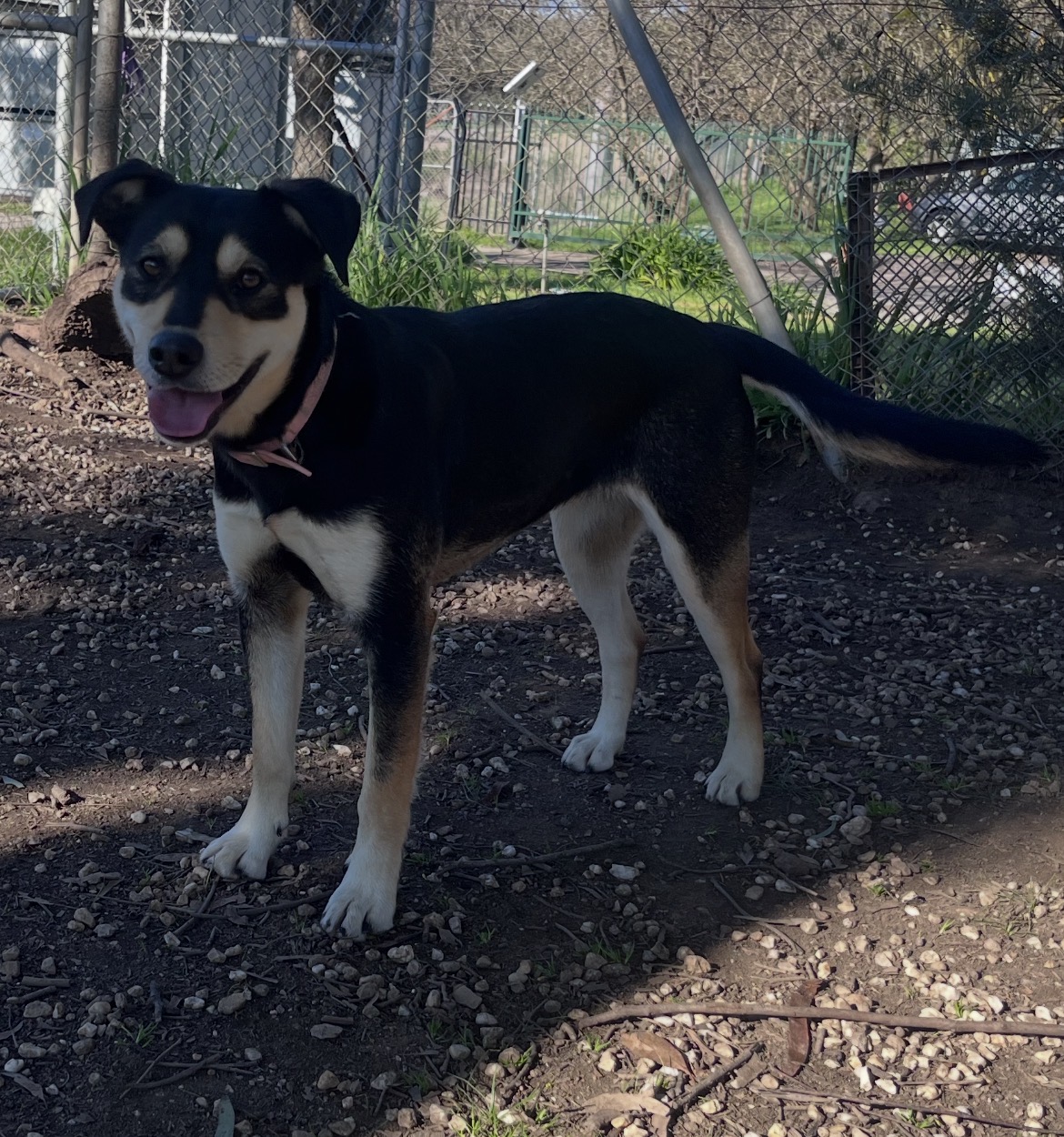 Nala