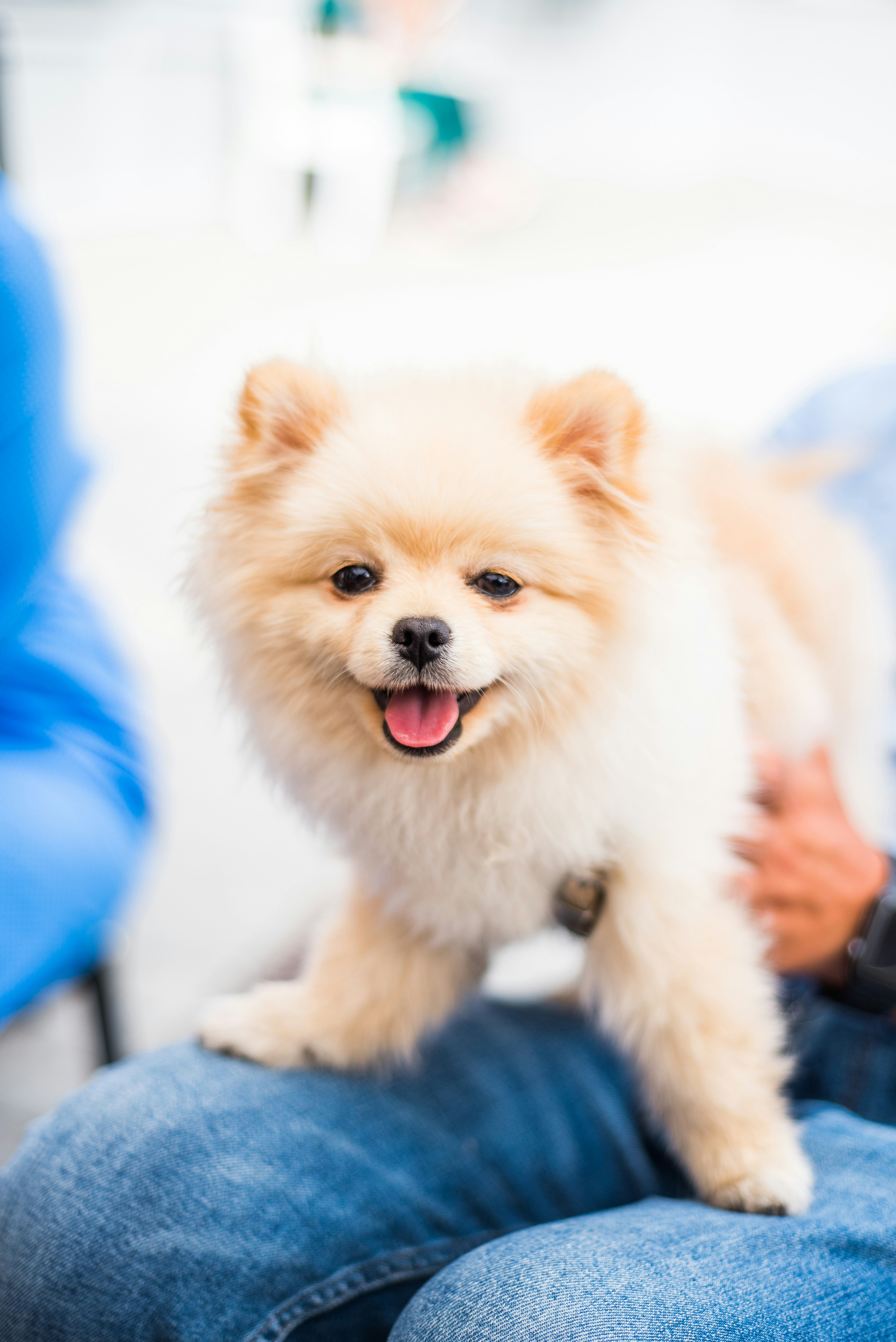 Understanding Pet Bloodwork: Why Pre-Anaesthetic & Annual Screenings Matter 
