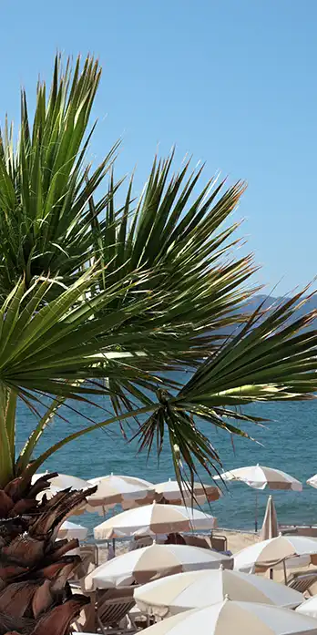 Palmiers et plages de Cannes proches de l'Hôtel Lepoussin.