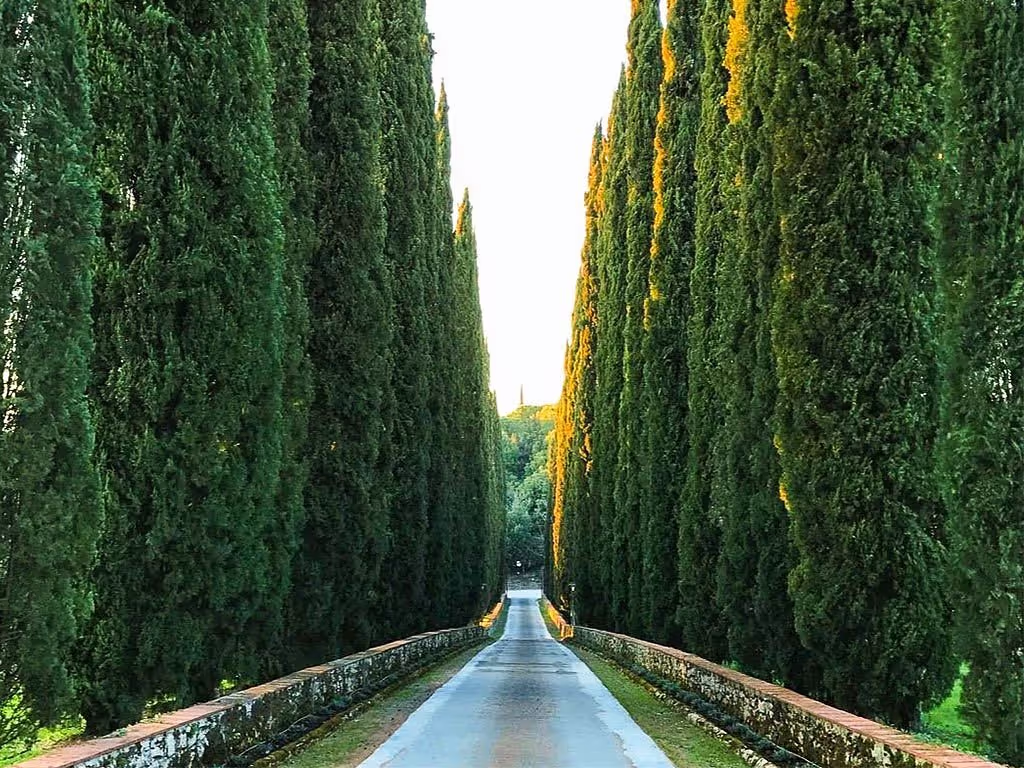Tall, dense cypress trees line both sides of a narrow, paved road, creating a vertical frame that leads the eye toward the distant horizon at sunset.