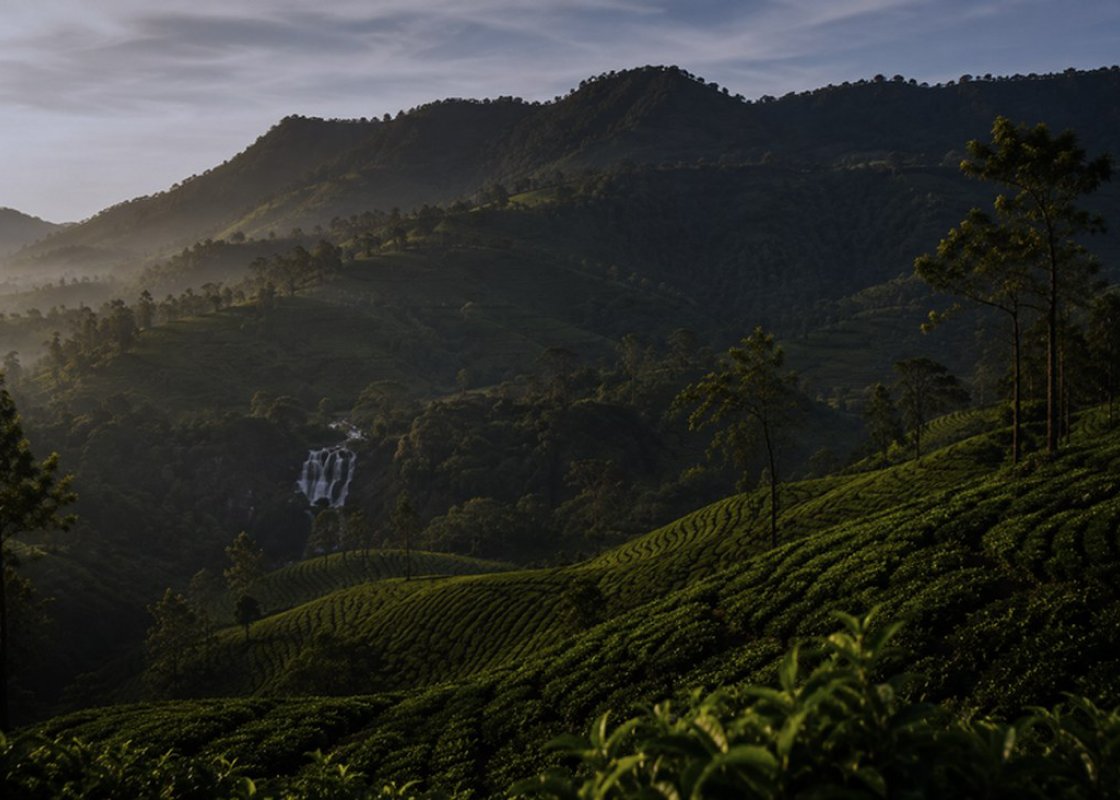 Tea country hills