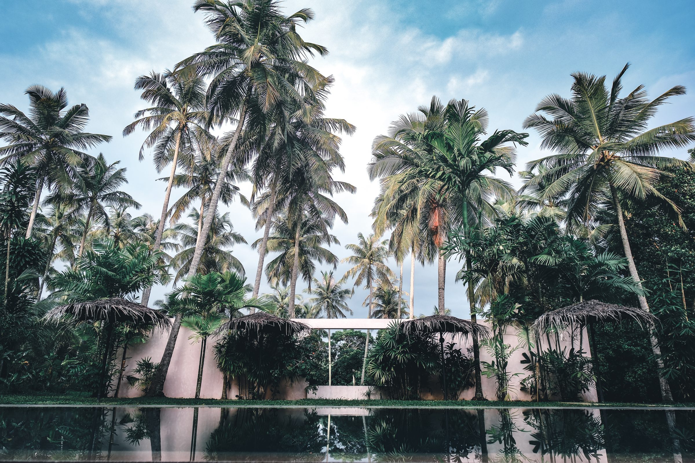 Palms over the pool at PALM Hotel, Ahangama