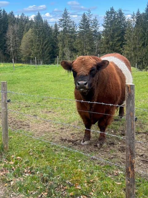Unterwegs: Allgäu-Wanderempfehlung zur Alpe Beichelstein