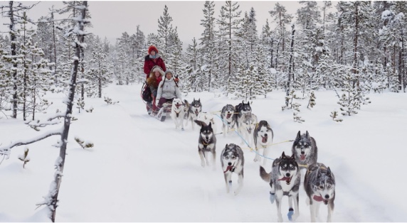 Dog sledding through a snowy forest in northern Sweden