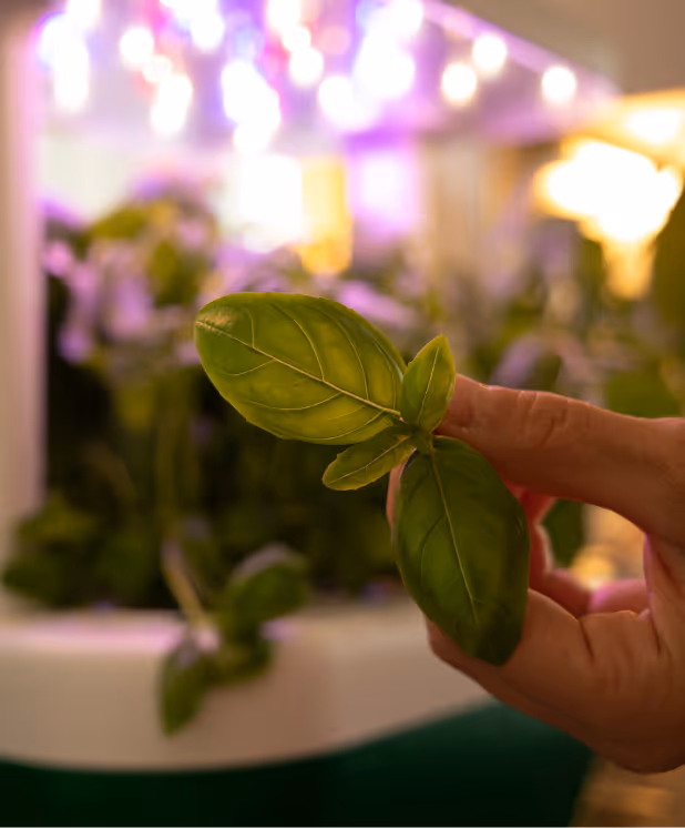 Fresh basil leaves from growborg