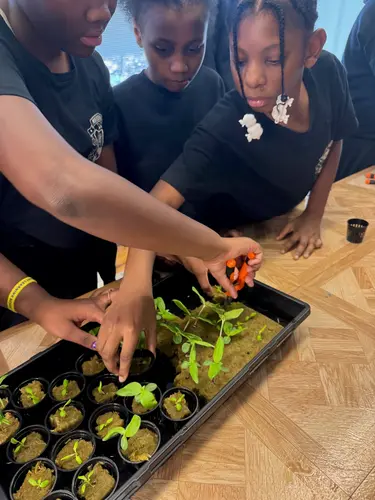 Student cutting cucumber from vine