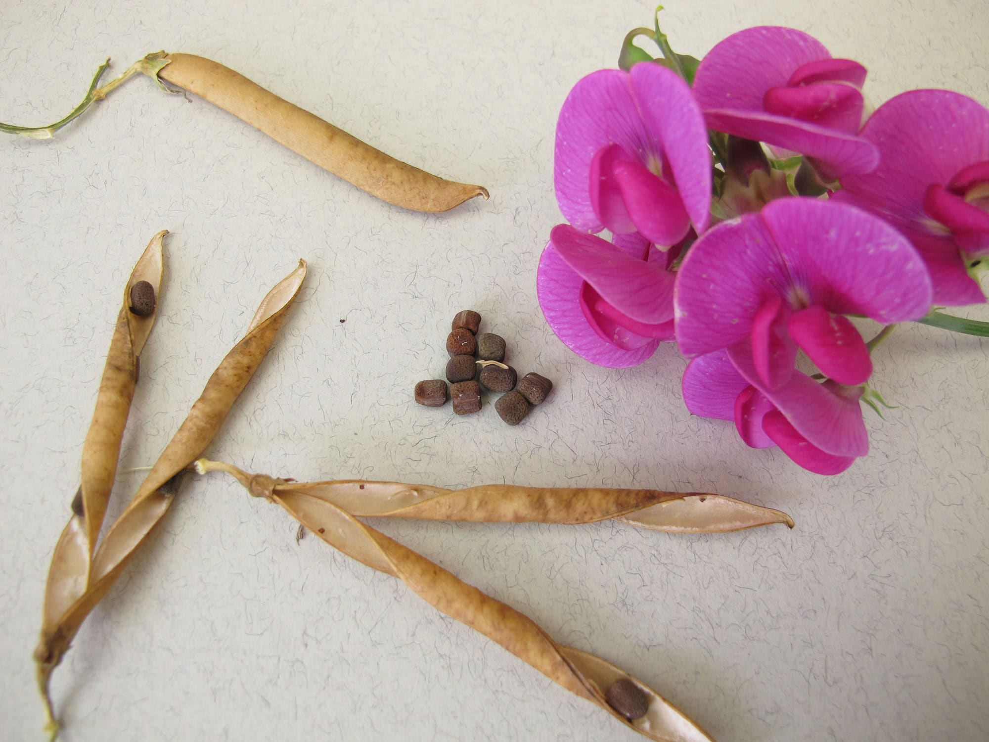 flowers with seeds 