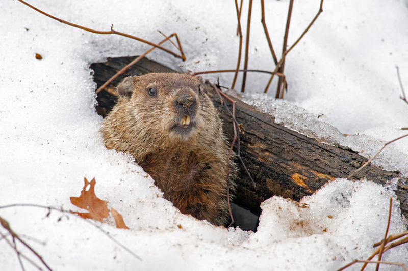 Groundhog den in the snow.