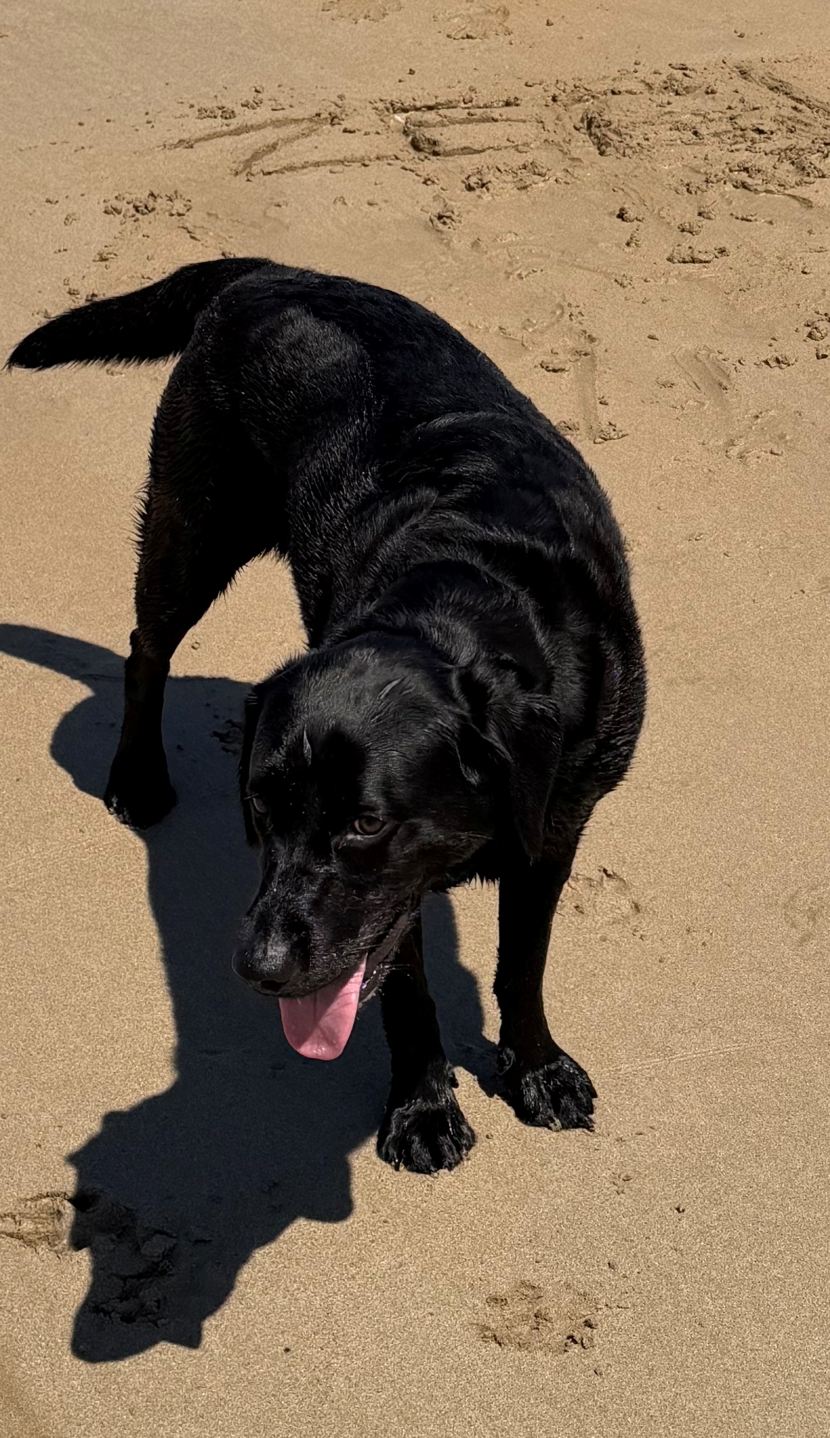 Black Labrador retriever puppy with a purple collar sitting and looking directly at the camera.