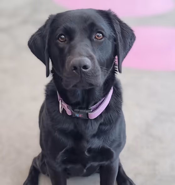 Black Labrador retriever puppy with a purple collar sitting and looking directly at the camera.