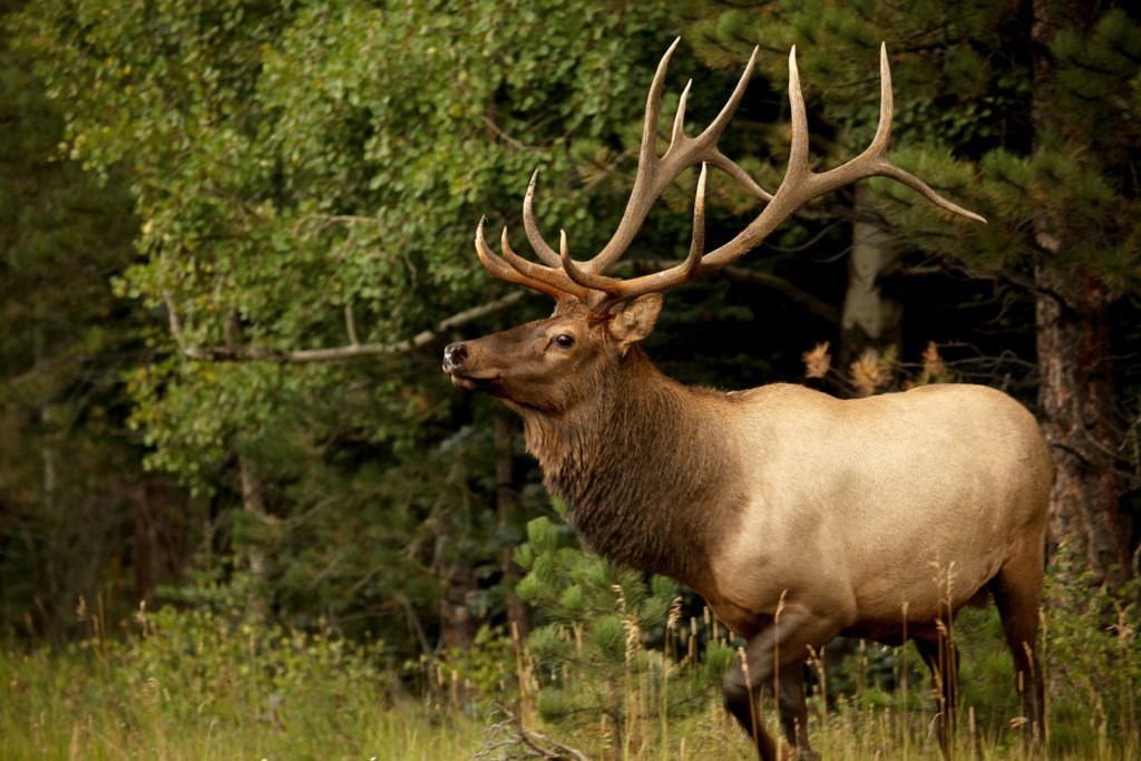 Elk Venator New Zealand