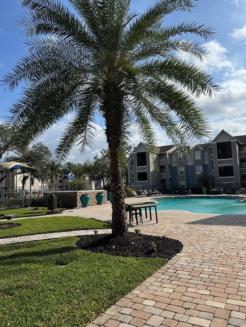 Palm tree beside a swimming pool with lounge chairs and apartment buildings in the background under a partly cloudy sky.