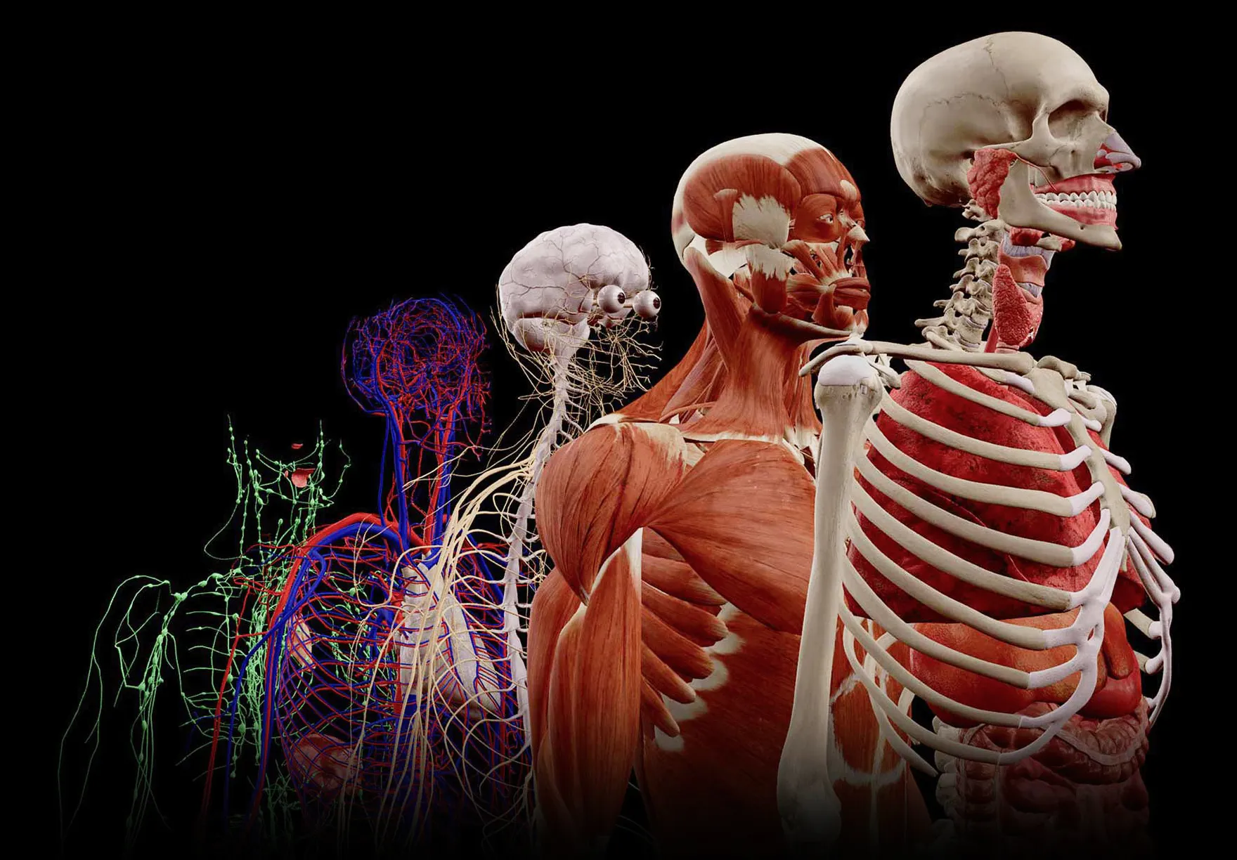 Comprehensive Anatomy