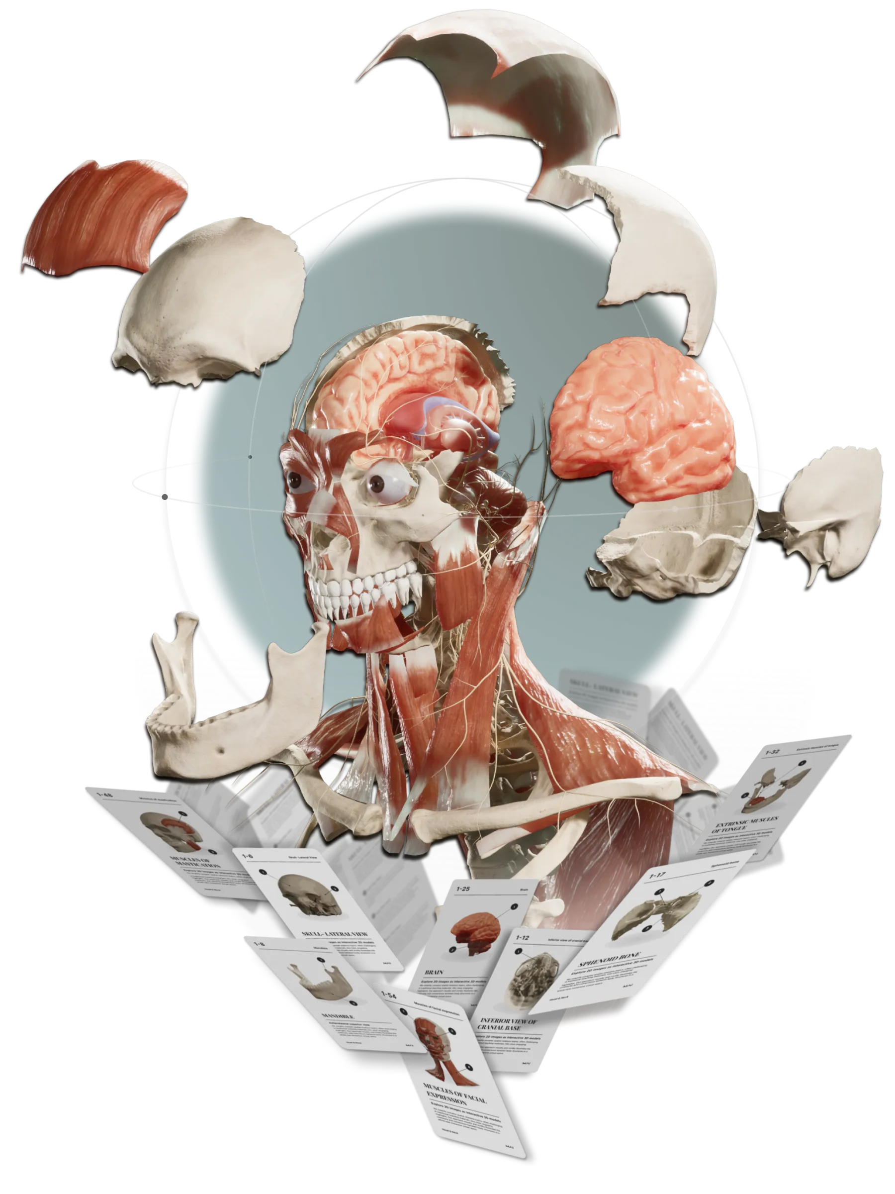 3D Medical Flashcard
