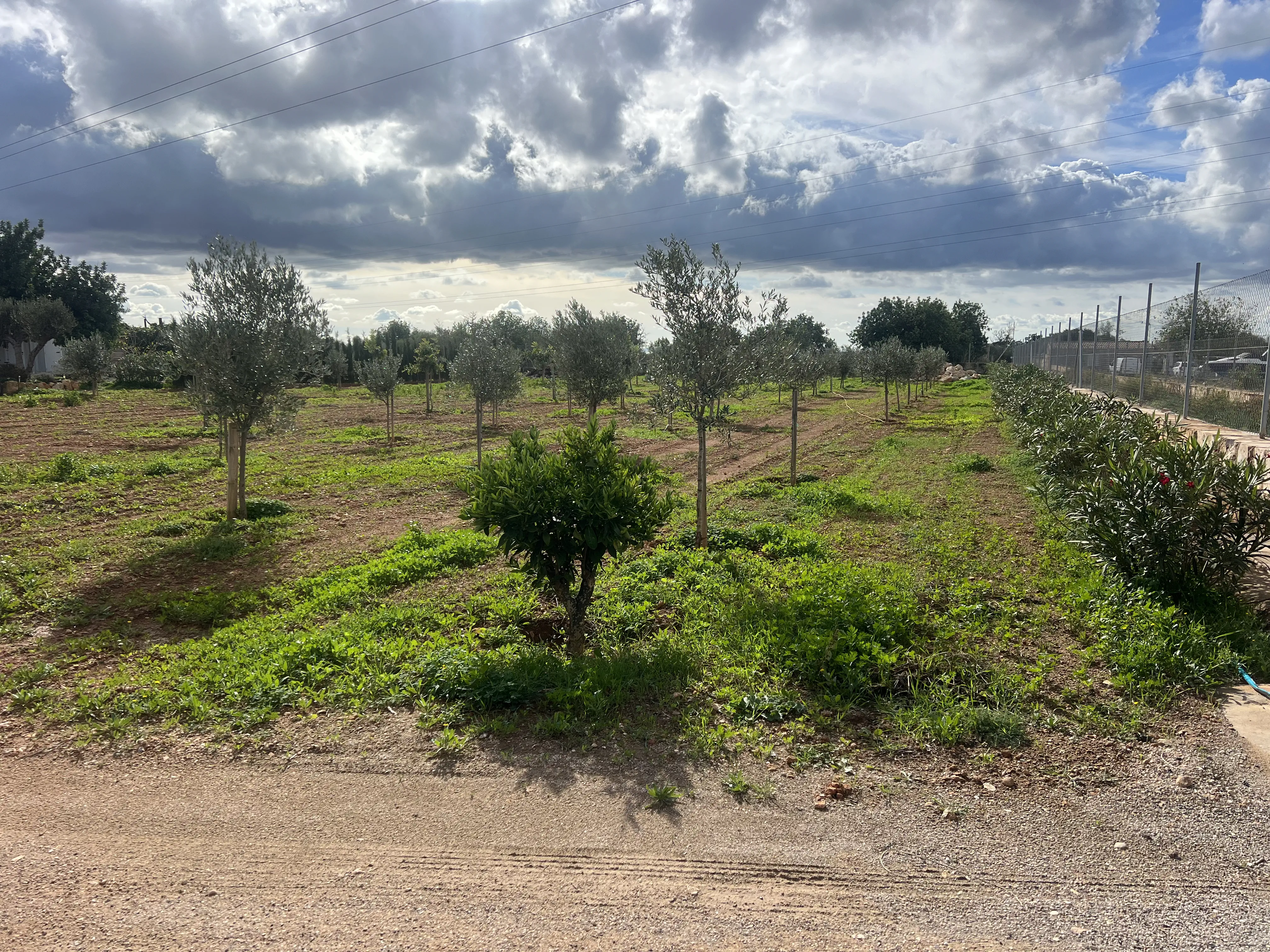 Terreno en venta en Llucmajor