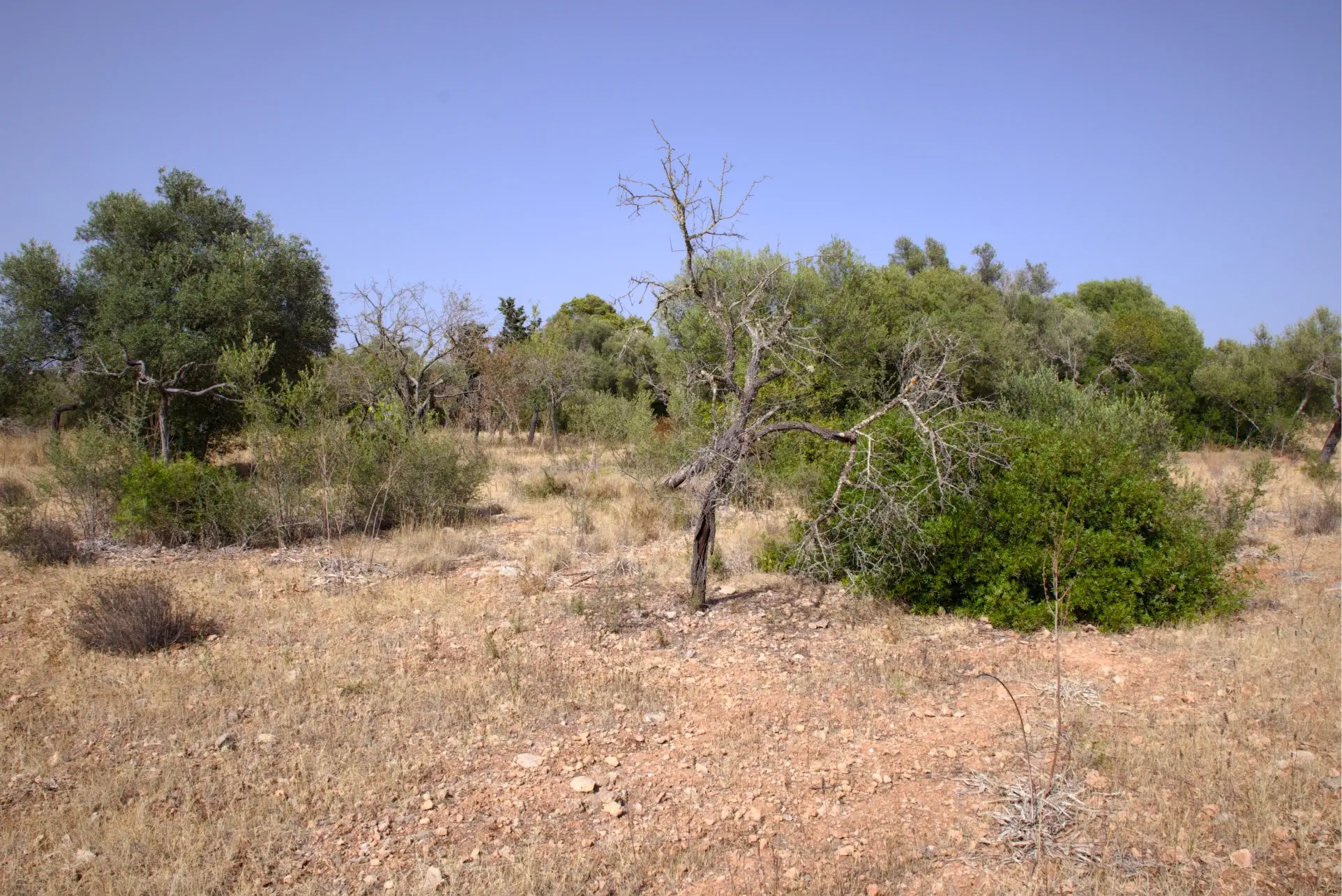Terreno en venta en Sa Cabaneta
