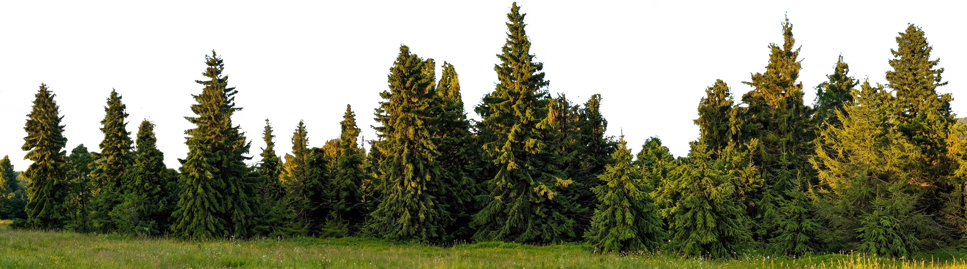 beautiful green trees from a big forest