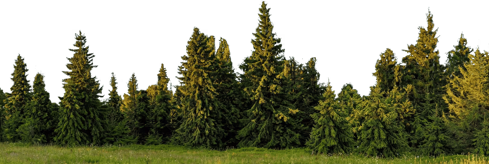 beautiful green trees from a big forest