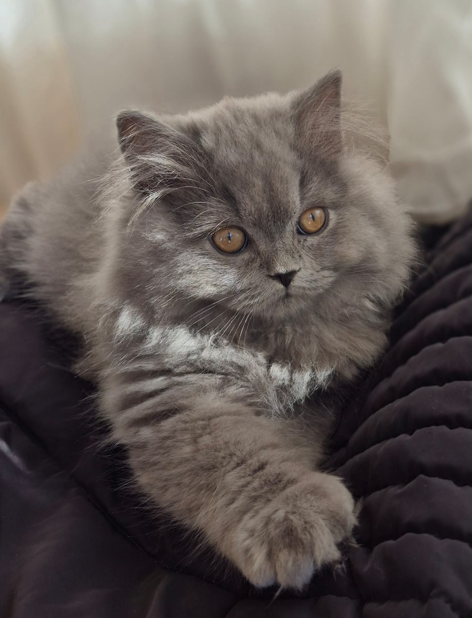 A cute Scottish Cat Family I
